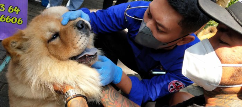 Kasus Kematian karena Rabies di Buleleng Tinggi, Pemerintah Diminta Tetapkan Rabies sebagai KLB