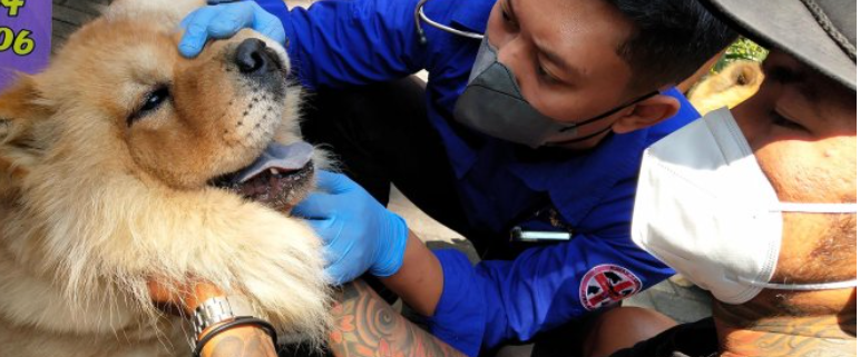 Rabies merupakan salah satu penyakit zoonotik yang sangat berbahaya dan mematikan. Penyakit ini disebabkan oleh virus rabies yang biasanya ditularkan melalui gigitan hewan yang terinfeksi, terutama anjing. Sayangnya, kasus kematian akibat rabies masih sering terjadi di berbagai daerah di Indonesia, termasuk di Buleleng, Bali. Dalam beberapa bulan terakhir, kabar kematian akibat rabies di Buleleng menjadi sorotan publik, memicu seruan agar pemerintah menetapkan rabies sebagai Kejadian Luar Biasa (KLB). Artikel ini akan membahas lebih mendalam tentang kasus kematian tersebut, dampaknya bagi masyarakat, dan langkah-langkah yang perlu diambil oleh pemerintah. 1. Mengenal Rabies: Penyakit, Gejala, dan Penyebarannya Rabies adalah infeksi virus yang menyerang sistem saraf pusat, menyebabkan peradangan otak dan umumnya berakhir dengan kematian. Virus rabies termasuk dalam keluarga Lyssavirus dan dapat menyebar melalui air liur hewan yang terinfeksi. Gejala awal rabies mirip dengan flu, seperti demam, nyeri, dan kelelahan. Namun, seiring penyakit berkembang, gejala semakin parah, termasuk kecemasan, paranoia, halusinasi, dan kesulitan menelan. Di Indonesia, rabies lebih umum terjadi di daerah dengan populasi anjing liar yang tinggi. Kasus di Buleleng menunjukkan bahwa penyakit ini masih menjadi ancaman serius. Masyarakat sering kali tidak menyadari bahwa gigitan hewan bisa berakibat fatal jika tidak segera ditangani. Oleh karena itu, penting untuk memahami gejala rabies dan cara penularannya agar masyarakat dapat mengambil tindakan pencegahan yang tepat. Langkah pencegahan utama dalam menangani rabies adalah vaksinasi. Vaksin rabies sangat efektif jika diberikan sebelum gejala muncul. Namun, banyak masyarakat yang masih kurang sadar akan pentingnya vaksinasi, baik untuk hewan peliharaan maupun untuk diri mereka sendiri setelah mengalami gigitan. 2. Kasus Kematian di Buleleng: Analisis dan Dampaknya Kasus kematian yang terjadi di Buleleng menjadi sorotan media dan masyarakat luas. Tercatat, beberapa orang di wilayah ini meninggal dunia setelah terinfeksi rabies. Kasus ini menggambarkan betapa seriusnya situasi rabies di daerah tersebut. Banyak faktor yang berkontribusi terhadap penyebaran rabies, termasuk tingginya populasi anjing liar dan rendahnya kesadaran masyarakat tentang bahaya rabies. Dampak dari kematian ini bukan hanya dirasakan oleh keluarga korban, tetapi juga oleh masyarakat luas. Ketakutan dan kepanikan menyebar, menyebabkan masyarakat menjadi lebih waspada terhadap hewan liar dan hewan peliharaan yang tidak divaksin. Selain itu, munculnya stigma terhadap anjing, bahkan yang sudah divaksin, dapat menyebabkan perlakuan yang tidak adil terhadap hewan-hewan tersebut. Hal ini menciptakan tantangan bagi organisasi penyelamat hewan dan pihak-pihak yang berupaya untuk mengedukasi masyarakat tentang pentingnya menjaga keseimbangan ekosistem. Pemerintah daerah diminta untuk mengambil tindakan tegas dalam mengatasi masalah ini. Salah satu langkah yang diusulkan adalah menetapkan rabies sebagai Kejadian Luar Biasa (KLB), yang akan memicu penanganan lebih serius dan perhatian lebih dari pihak terkait. Dengan status KLB, pemerintah dapat mengalokasikan lebih banyak sumber daya untuk vaksinasi, sosialisasi, dan penanganan kasus rabies di masyarakat. 3. Permintaan untuk Menetapkan Rabies sebagai KLB Permintaan untuk menetapkan rabies sebagai KLB tidak hanya datang dari masyarakat, tetapi juga dari berbagai organisasi kesehatan dan pemerhati lingkungan. Penetapan status KLB akan membuka jalan bagi tindakan cepat dari pemerintah dalam menangani penyebaran rabies. Salah satu keuntungan utama dari penetapan ini adalah adanya peningkatan perhatian dan dana untuk program vaksinasi hewan peliharaan dan anjing liar. Selain itu, dengan adanya status KLB, kegiatan penyuluhan kepada masyarakat dapat dilakukan lebih intensif. Pendidikan tentang rabies, cara pencegahan, dan tindakan yang harus dilakukan jika digigit hewan akan lebih mudah disampaikan. Masyarakat juga akan lebih terdorong untuk melaporkan adanya hewan yang menunjukkan gejala rabies, sehingga tindakan pencegahan dapat dilakukan lebih awal. Namun, proses penetapan KLB tidak semudah yang dibayangkan. Pemerintah harus memperhitungkan banyak aspek, termasuk kesiapan infrastruktur kesehatan, ketersediaan vaksin, dan dukungan dari masyarakat. Oleh karena itu, kolaborasi antara pemerintah, organisasi non-pemerintah, dan masyarakat sangat penting dalam menghadapi tantangan ini. 4. Strategi Penanganan Rabies di Buleleng Dalam menghadapi ancaman rabies, diperlukan strategi penanganan yang komprehensif. Pertama, program vaksinasi hewan peliharaan dan anjing liar harus diperluas. Pemerintah daerah dapat bekerja sama dengan organisasi kesehatan dan penyelamat hewan untuk melakukan kampanye vaksinasi gratis. Ini tidak hanya akan melindungi hewan-hewan tersebut, tetapi juga mengurangi risiko penularan ke manusia. Kedua, sosialisasi tentang rabies dan cara pencegahannya harus ditingkatkan. Pemerintah dapat memanfaatkan media sosial, seminar, dan pertemuan komunitas untuk menyebarluaskan informasi. Masyarakat perlu tahu gejala rabies, langkah-langkah yang harus diambil setelah digigit hewan, dan pentingnya vaksinasi bagi hewan peliharaan. Ketiga, penanganan langsung terhadap anjing liar harus dilakukan. Program adopsi dan sterilisasi dapat diterapkan untuk mengurangi populasi anjing liar. Dengan mengendalikan populasi anjing liar, risiko penularan rabies dapat diminimalisir. Keempat, penting untuk melibatkan masyarakat dalam pengawasan dan pelaporan. Masyarakat harus diberdayakan untuk melaporkan setiap kejadian gigitan hewan, agar tindakan cepat dapat diambil. Dengan melibatkan masyarakat, penanganan rabies akan menjadi lebih efektif dan berkelanjutan.